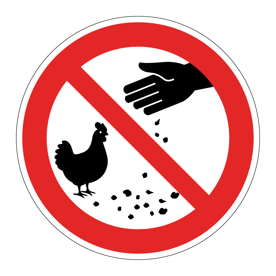 No alimentar a las gallinas