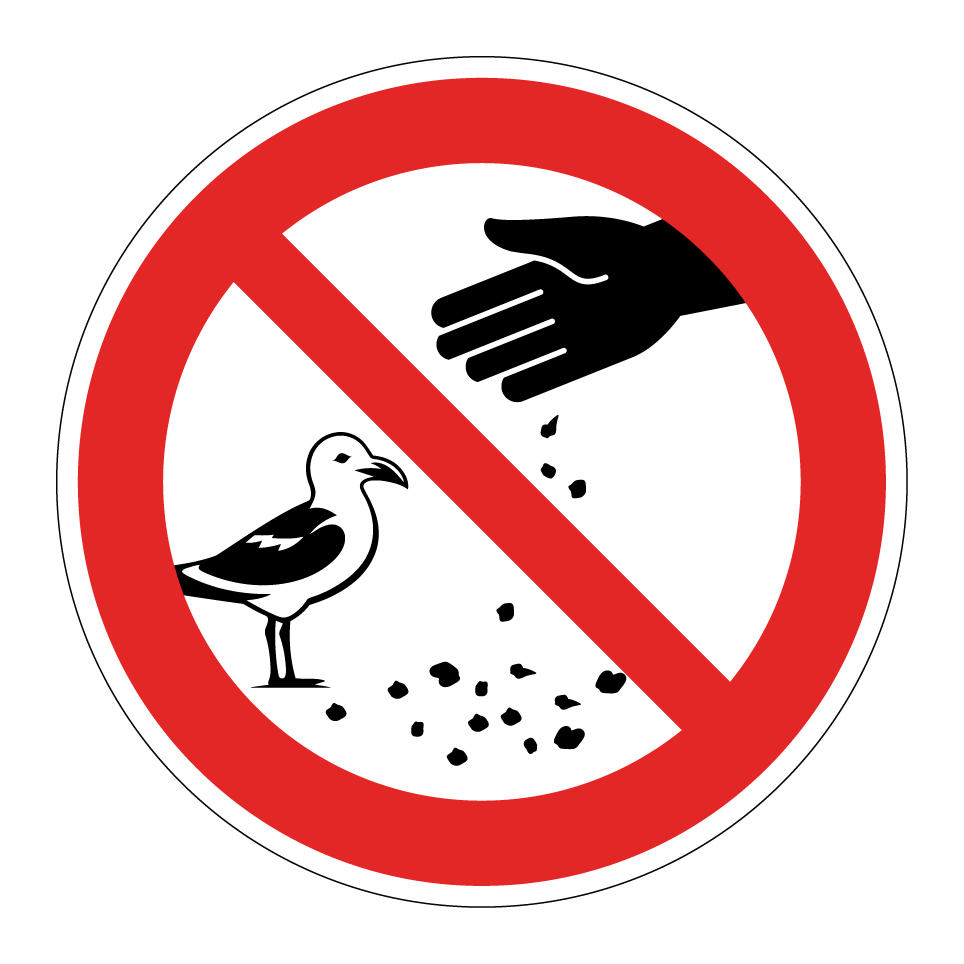 No dar de comer a las gaviotas